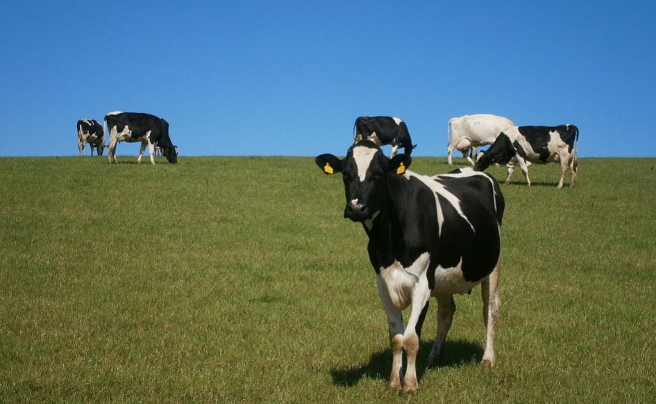 Danone перебрасывает 5000 элитных коров из Голландии в Сибирь