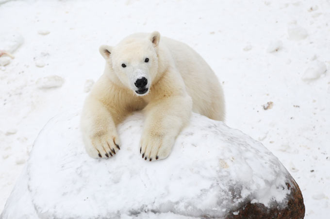 Белые медведи в ленинградском зоопарке Фото: Анна Башкирова для ОК