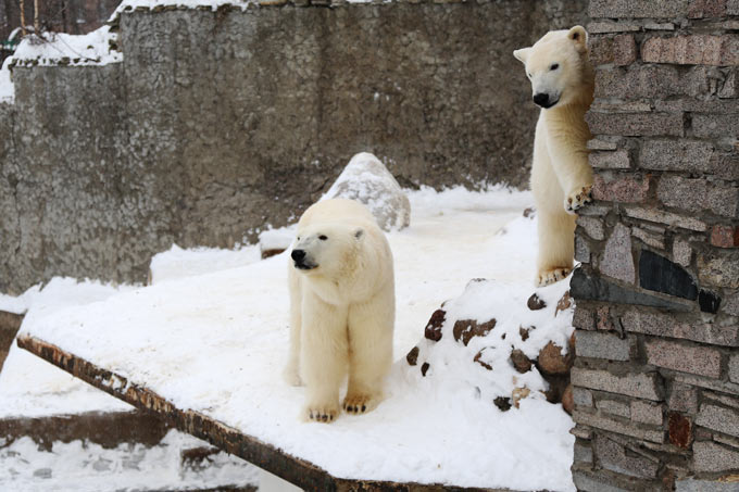 Белые медведи в ленинградском зоопарке