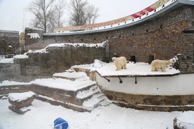 Белые медведи в ленинградском зоопарке