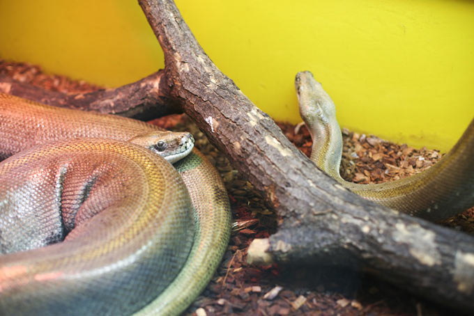 Змеи в ленинградском зоопарке