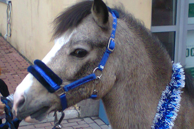 2014 - год Синей деревянной лошади