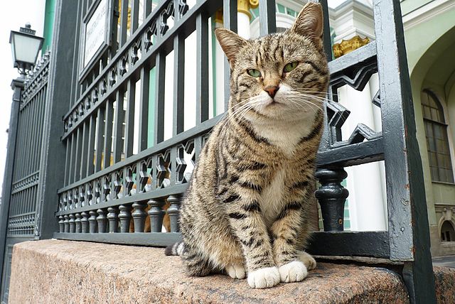 Эрмитажные коты отмечают 270 лет музейной службе