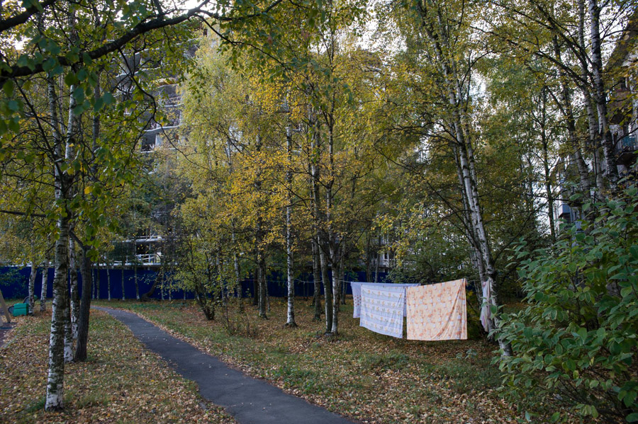 Внутриквартальные скверы в Петербурге отнесут к зеленым насаждениям общего пользования