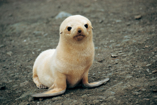 animal-cute-seal-Favim.com 