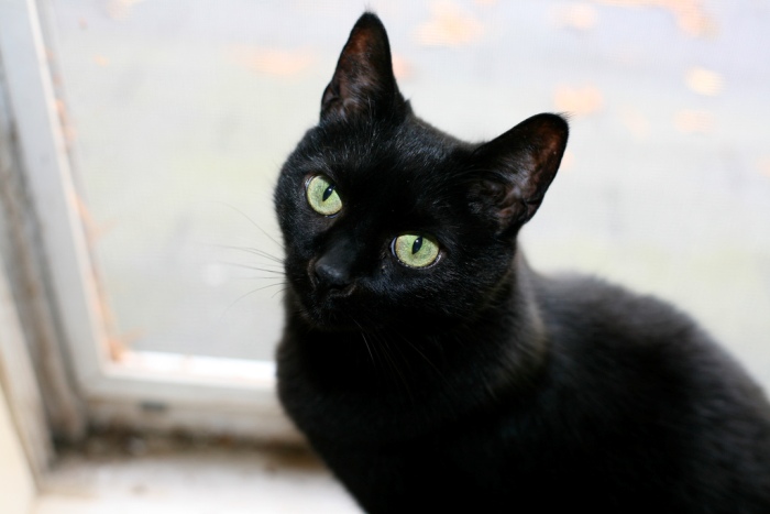 Милая черная кошка