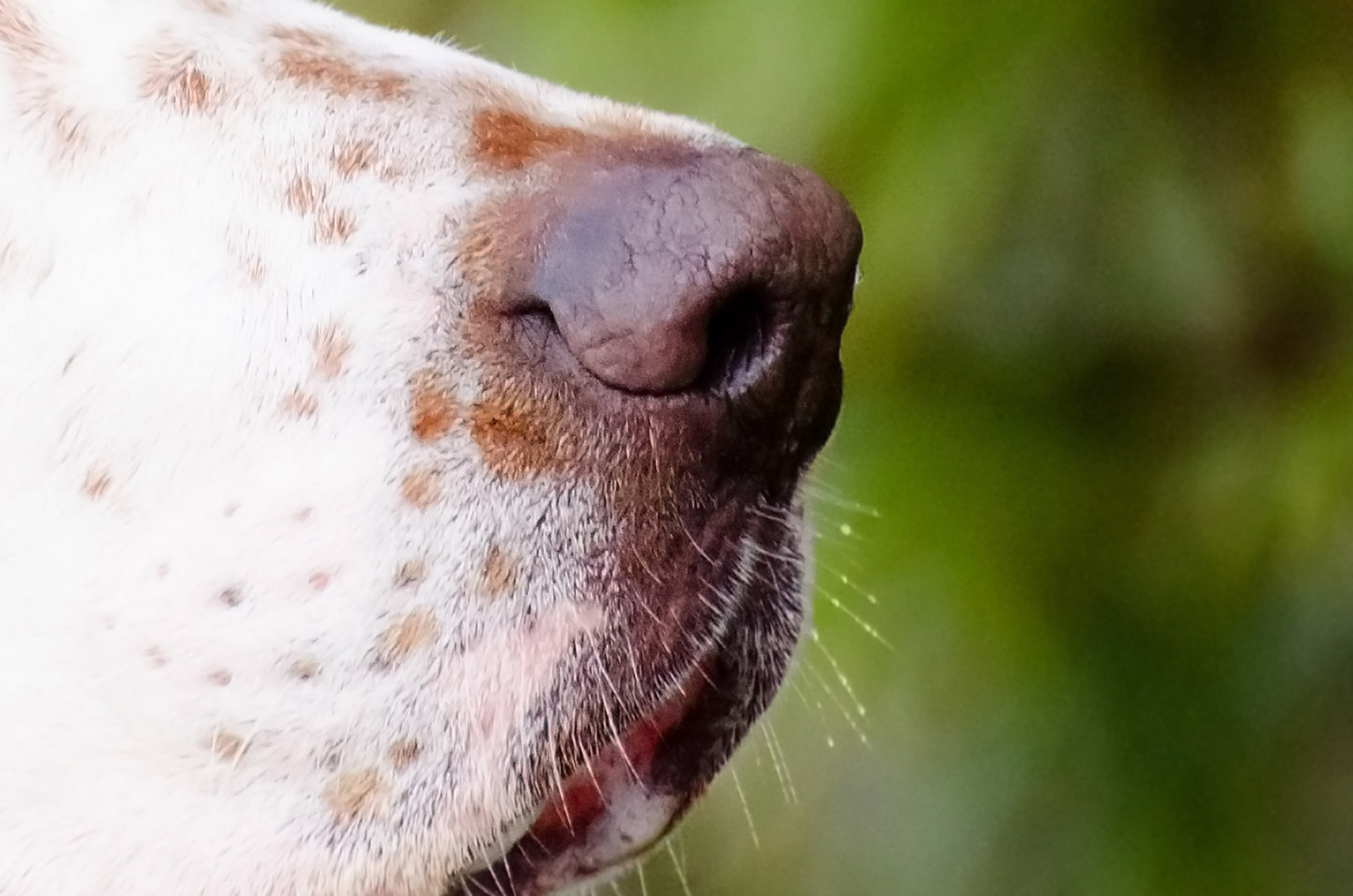 У собаки на носу корка. Собачий нос. Нос собаки макро. Нос собаки Макросъемка.