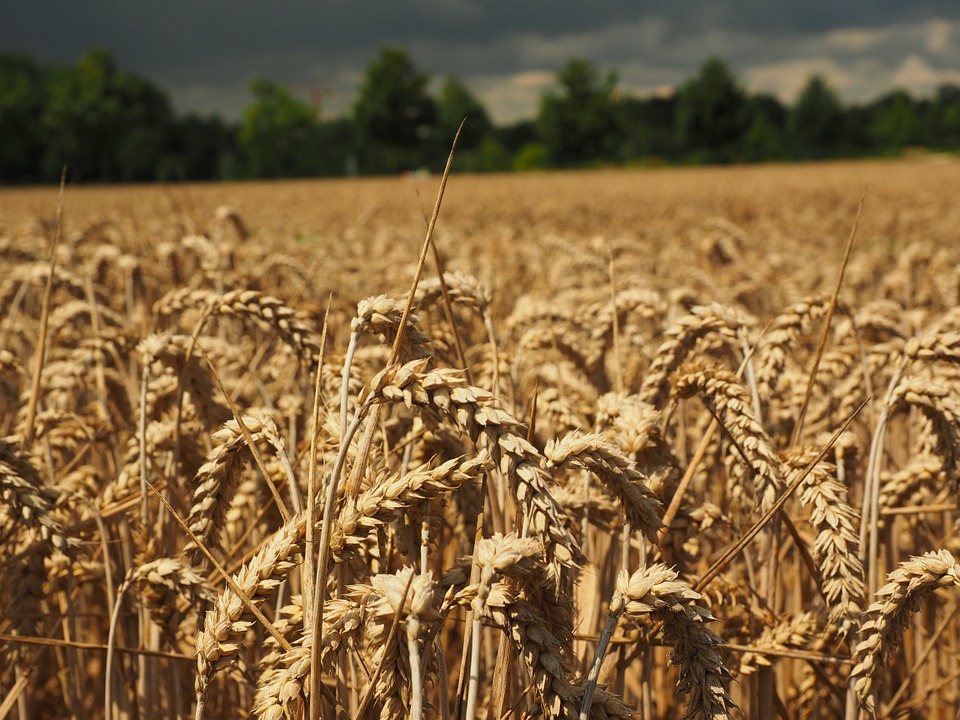 Минсельхоз увеличит экспорт зерна, если осень будет сухой