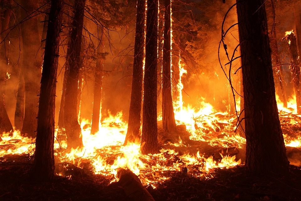 В Забайкалье горят более 22 тысяч гектаров леса