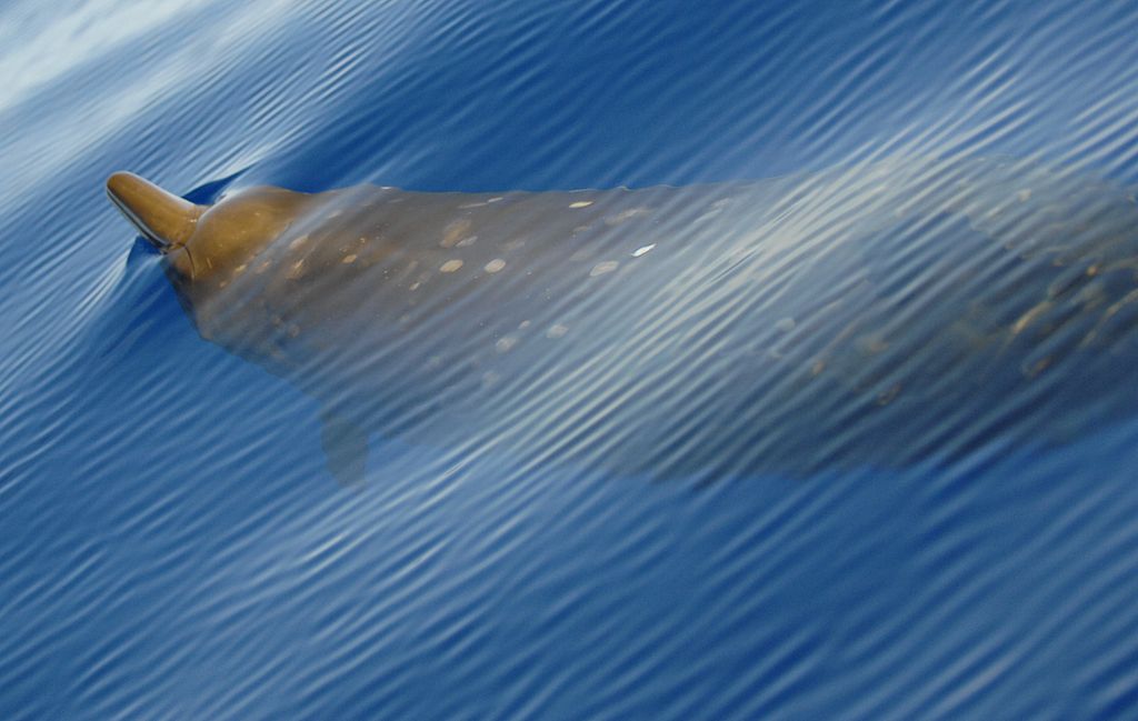 Редчайший вид китов впервые попал на видео в Атлантике 