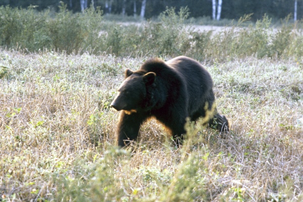 В Заполярье оголодавшие медведи угрожают людям