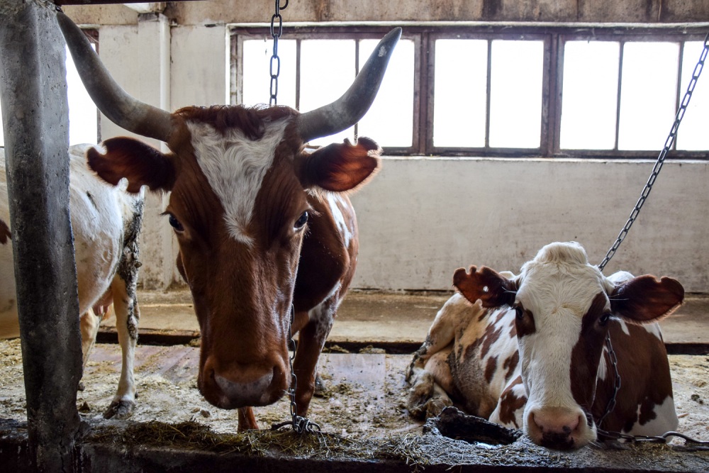 Почему в Карелии от голода массово умирают коровы