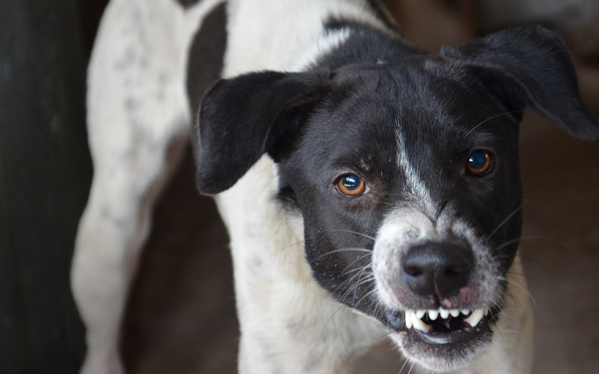 Выгул опасных собак без страховки могут запретить 