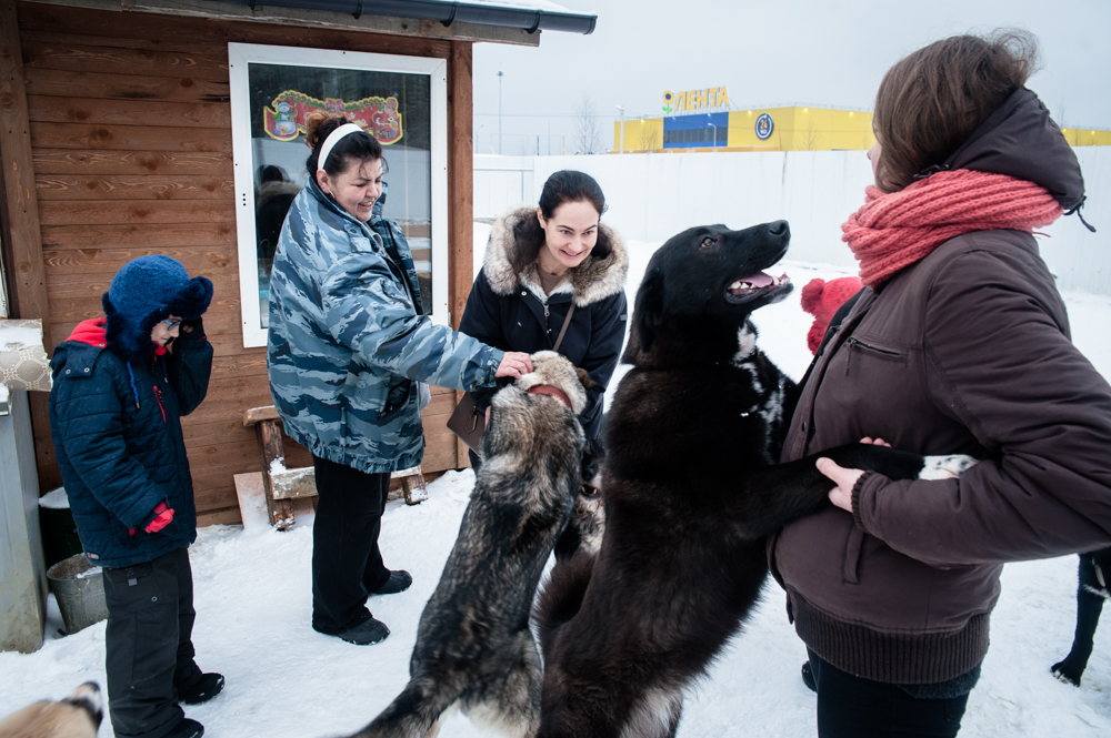 Спонсора приюта. Приют Всеволожский пес. Приют для бездомных собак в СПБ. Приют для бездомных собак в Ленинградской области. Приют для собак Всеволожск.
